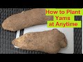 How to grow yams anytime of the year