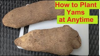 How to Grow Yams Anytime of the Year