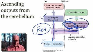 MoM by the Cerebellum Closer Look at Circuits part 3