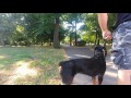 Show me your dog training in baltimore