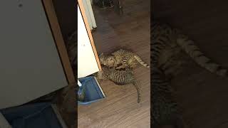 Oyuncu Kediler Gıdı Gıdı #kediler