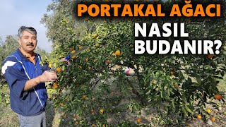 Portakal Budamasi Nasil Yapilir? Portakal Bakimi
