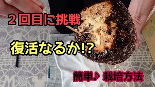 参考♪２回目の栽培に挑戦【もりのしいたけ農園】