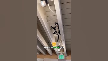 The Secret Personality of Tuxedo Cats 😼🎩 | 4 Funny Reasons