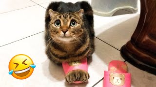 Funniest Dogs And Cats Videos   Best Funny Animal Videos 2023  #4