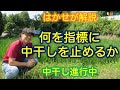 はかせが解説 「何を指標に中干しを止めるか」（中干し進行中）