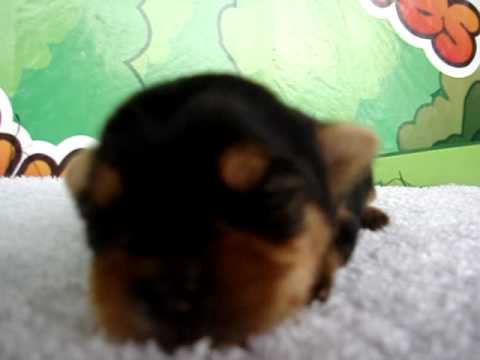 yorkshire terrier For Sale - - http://www.bullcanes.net - ceo@bullcanes.net puppy paradise