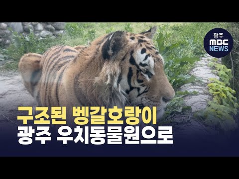 구조된 벵갈호랑이, 광주 우치동물원으로