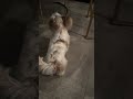 Frankie's Tail Goes CRAZY When Baby Got Back Plays 🎵 | Yorkie Life