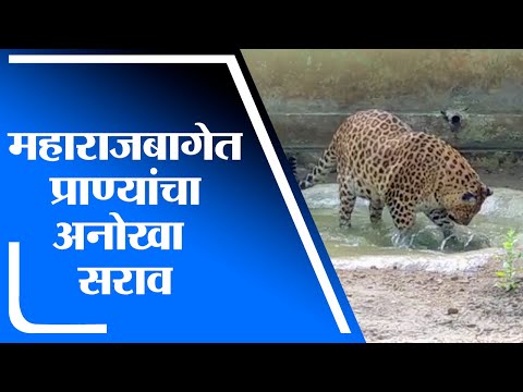 Nagpur | महाराजबाग प्राणीसंग्रहालयात प्राण्यांचा अनोखा सराव - tv9