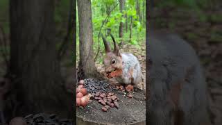 Рыжик и Белочка рядом грызут орехи. Похождения Рыжика и Белочки #squirrel #nature #wildlife