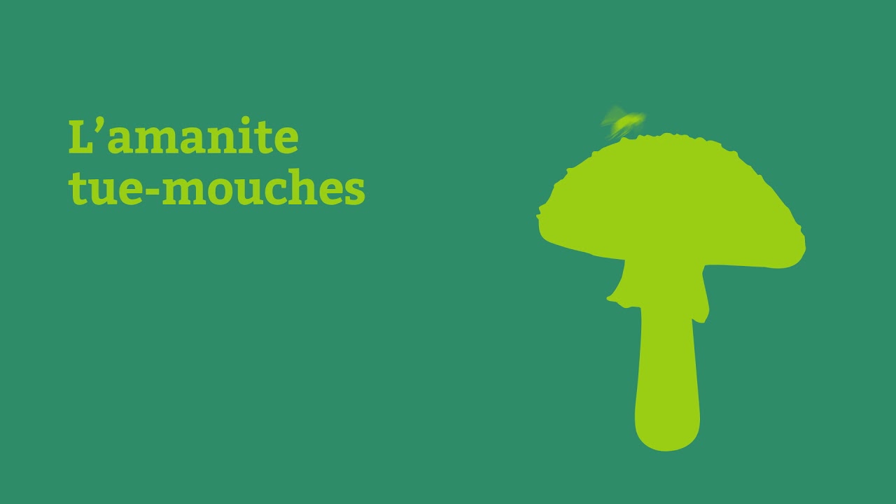 Les amanites tue-mouches et le Wood Wide Web