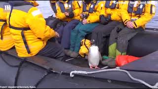 Пингвин спасся запрыгнув в лодку к людям
