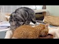 ご飯を食べてる子猫の匂いをどうしても嗅ぎたくなったあいおばちゃま💓