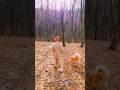How I feel in nature #shortsfeed #shortvideo #vibes