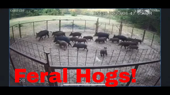 Arkansas Feral Hog Removal On My Farm