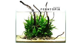 Aquascaping FERNTOPIA