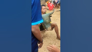 Thumbnail of YANG KALAP permisi MAU LEWAT #shorts #bantengan #wadimbudaya