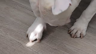 Bull Terrier Plays with Light Reflection