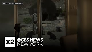 N.j. Family Finds Family Of Black Bears Living Under Their Home