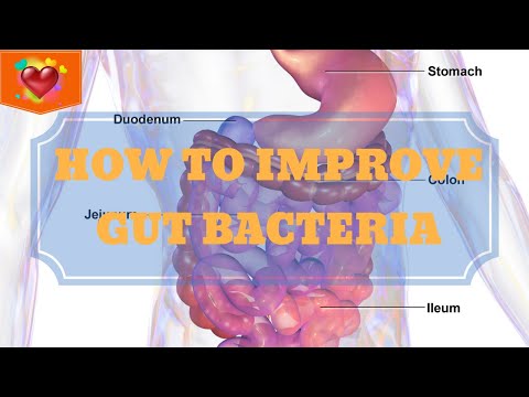 How To Improve Your Gut Bacteria