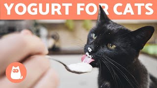 Can I Give YOGURT to My CAT?  Cats & Dairy