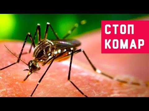 Экологические способы борьбы с комарами на вашем участке