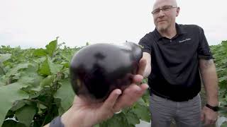 It's harvest time at Oakes Farms & Seed to Table!