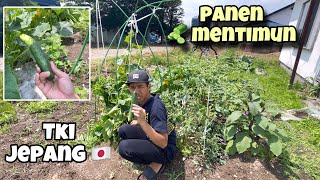 Download Lagu PANEN TIMUN DI KEBUN DEPAN RUMAH TKI JEPANG ‼️ bajidot MP3 Download Lagu PANEN TIMUN DI KEBUN DEPAN RUMAH TKI JEPANG ‼️ bajidot MP3