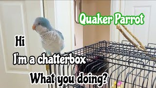Blue Quaker Parrot Talking with Owner |Best Talking Quaker Parrot 🦜