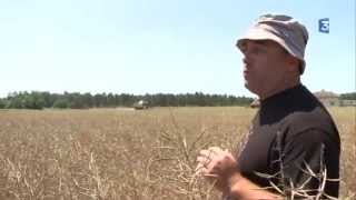 Rapeseed Harvest in the Landes