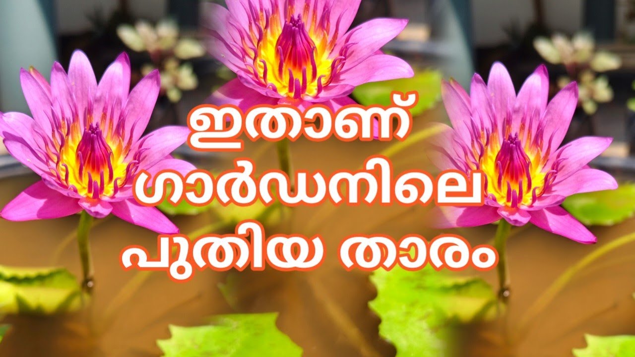 വീട്ടിൽ ഒരു ആമ്പൽകുളം ആഗ്രഹിക്കുന്നവർക്കു വേണ്ടി easy way