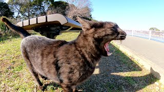 ケンカは程々にね！脚に怪我をした黒マーブルが甘えてきた
