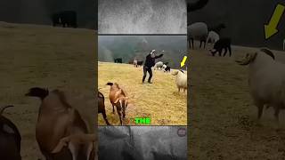 How To Safe From Sheep Attack #nobatidao #facts #world #7x7