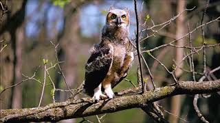 great horned owlet gular pant by Owl Man 1,302 views 6 years ago 2 minutes, 55 seconds