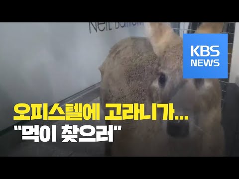 <strong>광주</strong> 시내 오피스텔에 고라니 출현…곳곳 화재 / KBS뉴스(News)