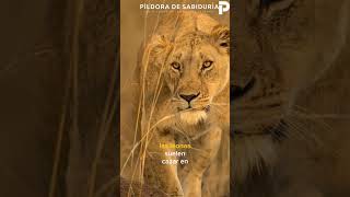 🦁 5 DIFERENCIAS entre leones y tigres 🐯#leones #diferencias #tigres #shortsvideo #pildoradesabiduria
