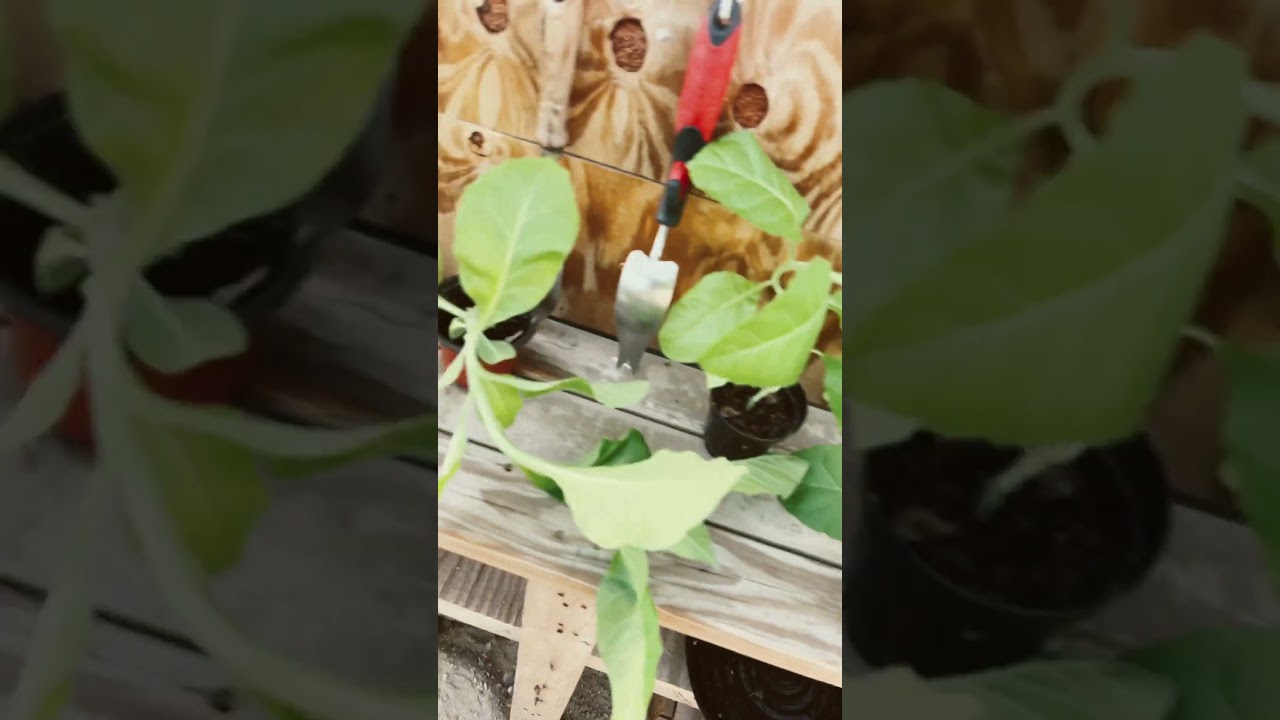 Growers unite,salutes