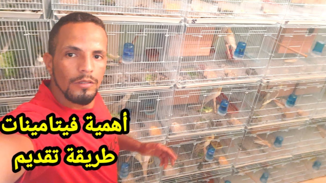 كروان : طريقة تقديم الفيتامينات للطيور + تقديم فيتامين بشري للطيور