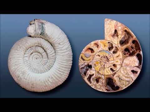 Video: Ammonit adı ne anlama geliyor?