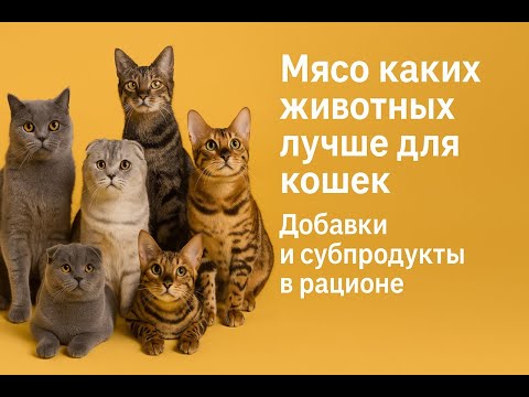 Какое мясо лучше и полезней всего для кошек. Это позволит сохранить здоровье кошек на долгие годы.