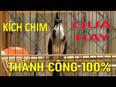 Video Chào mào | Chào mào hót đấu Chào mào luyện giọng hót... - youtube