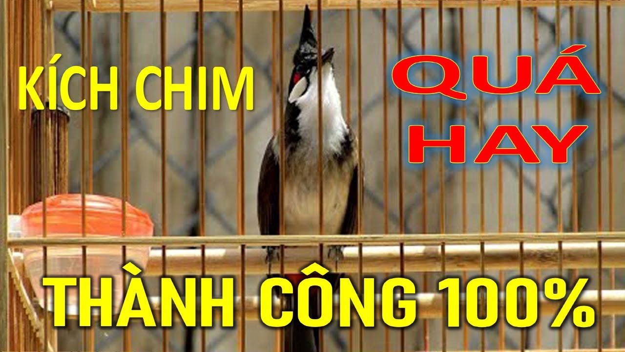 Chào Mào Kích Bổi Lên Lửa, Luyện Chào Mào Mái - Chào Mào Mái Kích Trống Hót Căng Lửa. Chào mào mái