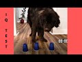 How Smart is a Newfoundland Dog? Testing My Dogs Intelligence!