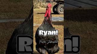 Ryan!, Oh Ryan!, Ryan!#hen #rooster #chickens #chicken #ryan #haha #nameyellingchicken Profile