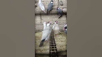 Java Birds#shorts#birdsounds#amazing Video