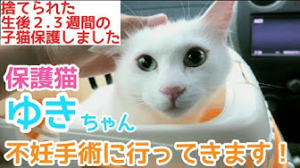 人生はねこだらけ Youtube