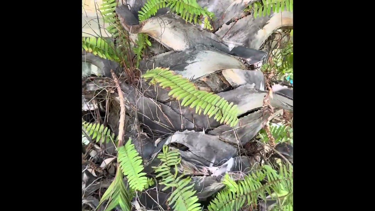 Sword Fern (Nephrolepis biserrata) – Climbing Up Palm Trunks in Cambodia’s Tropics