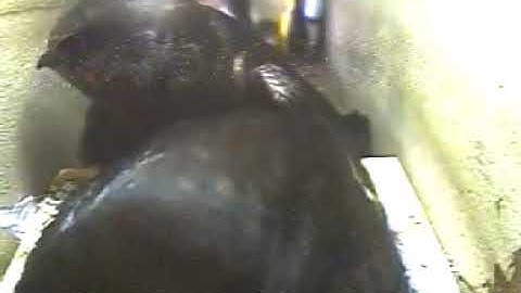 Can a swift turn in a narrow nest box?