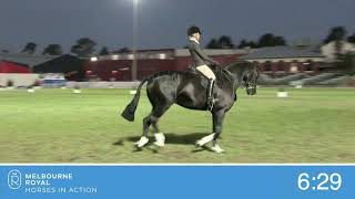 Champion SH Large Hack, 16 hands and over 2022